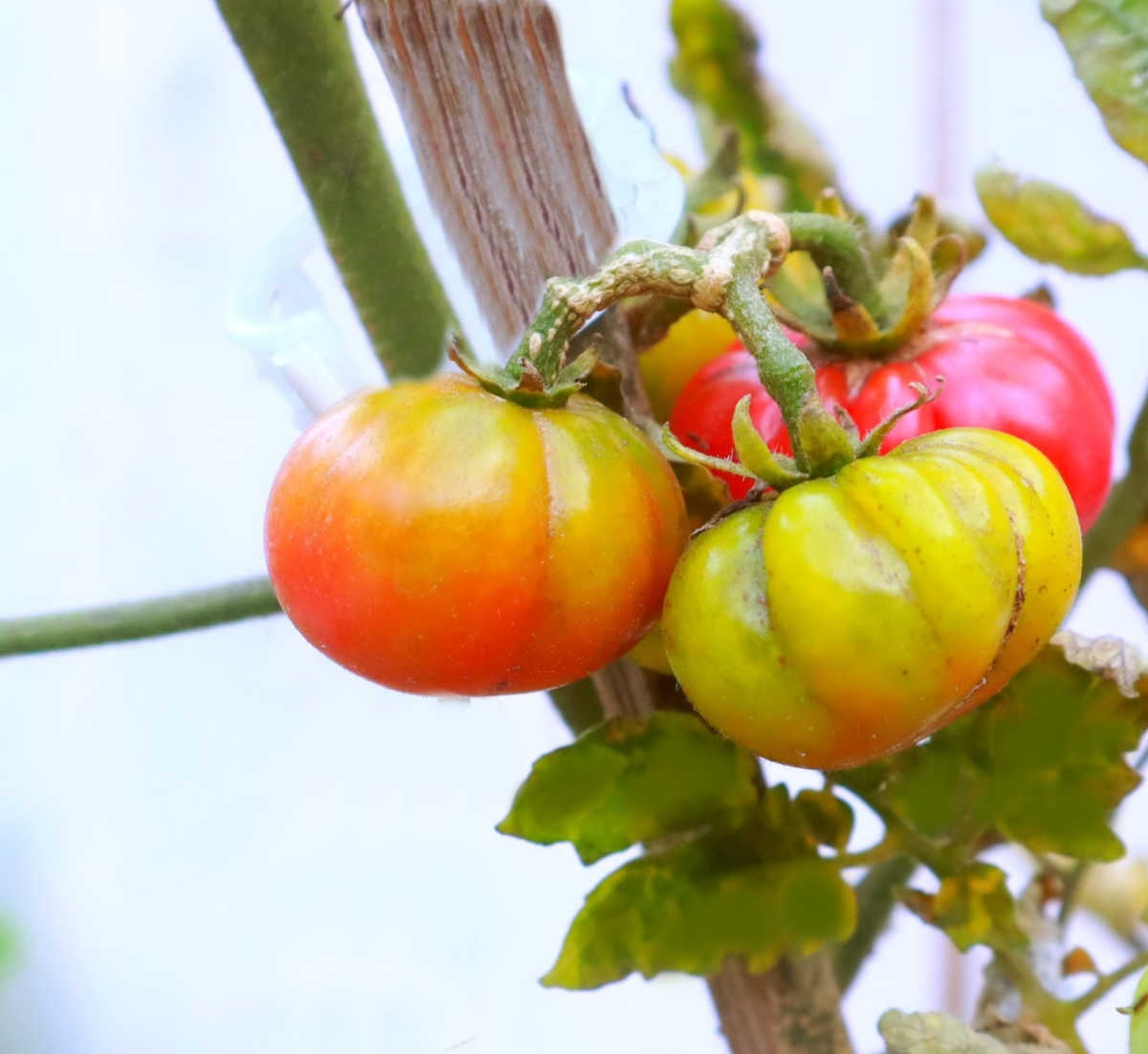 Tomatoes affected by sunscald with light foliage.