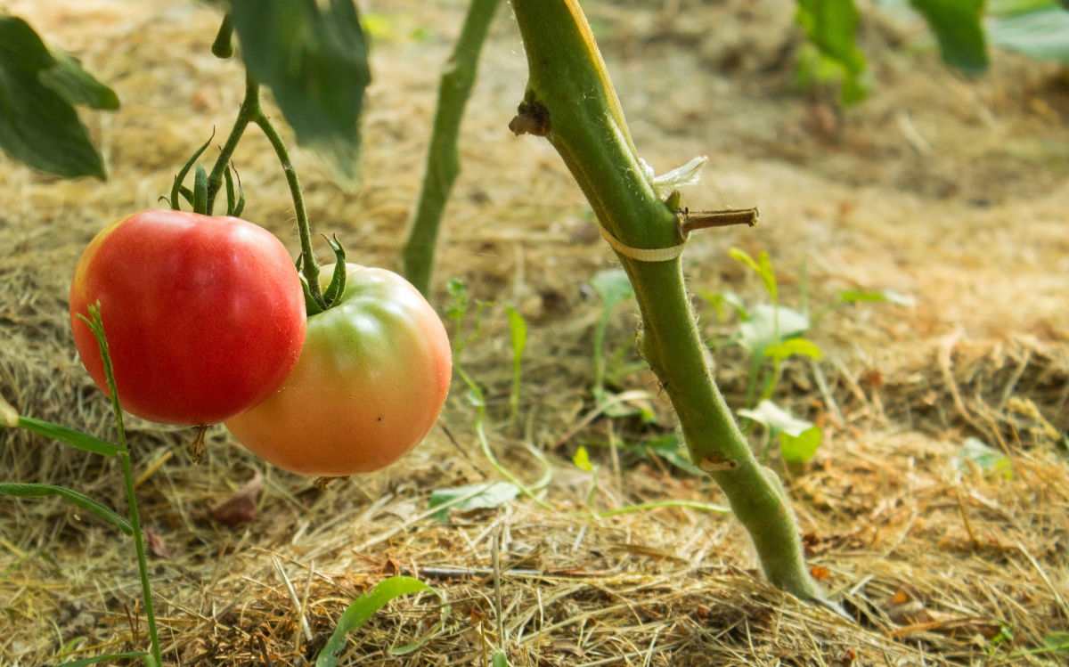 Ripe and unripe tomato with light colored mulching.