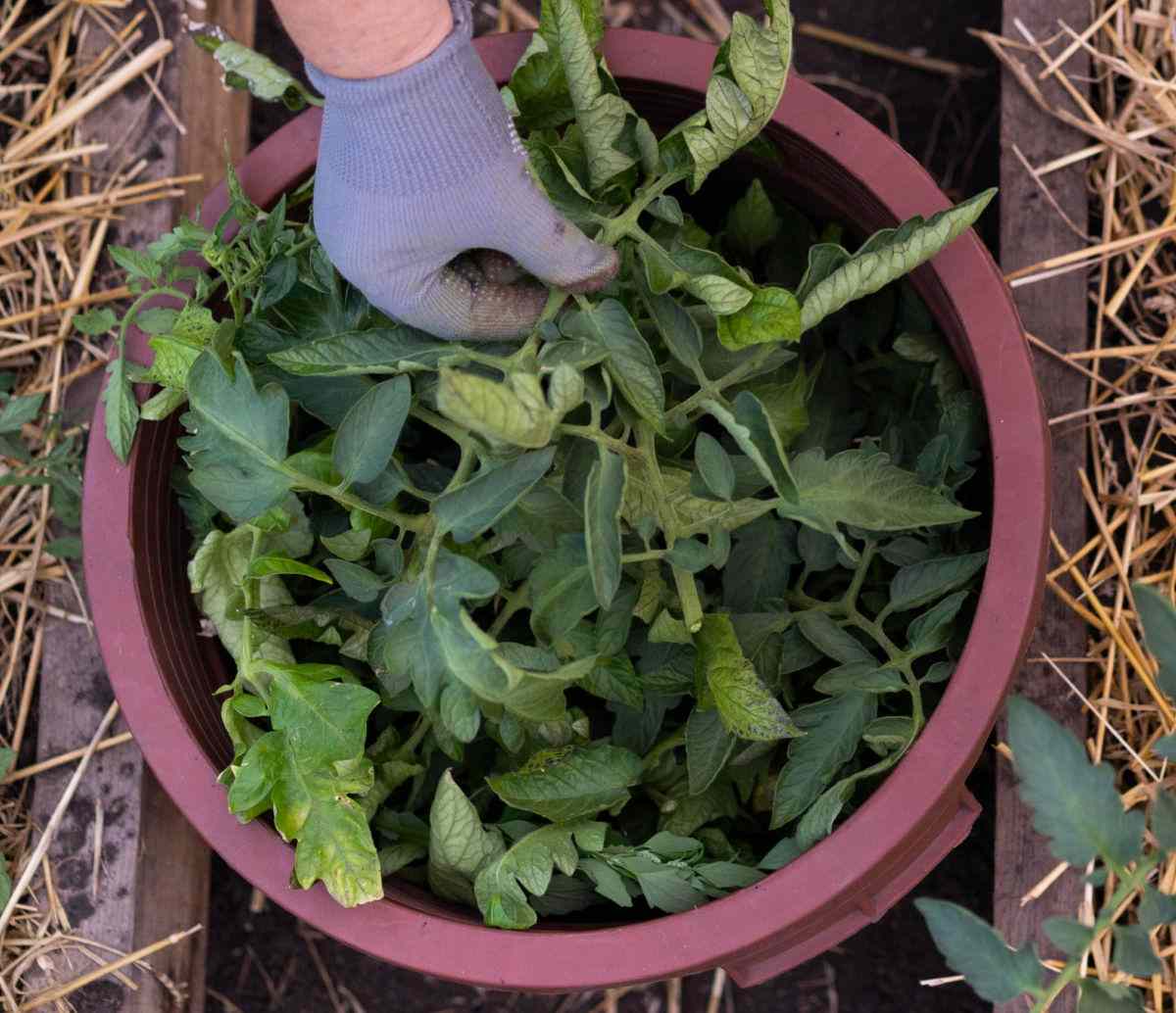 Hand holding pruned tomato leaves.