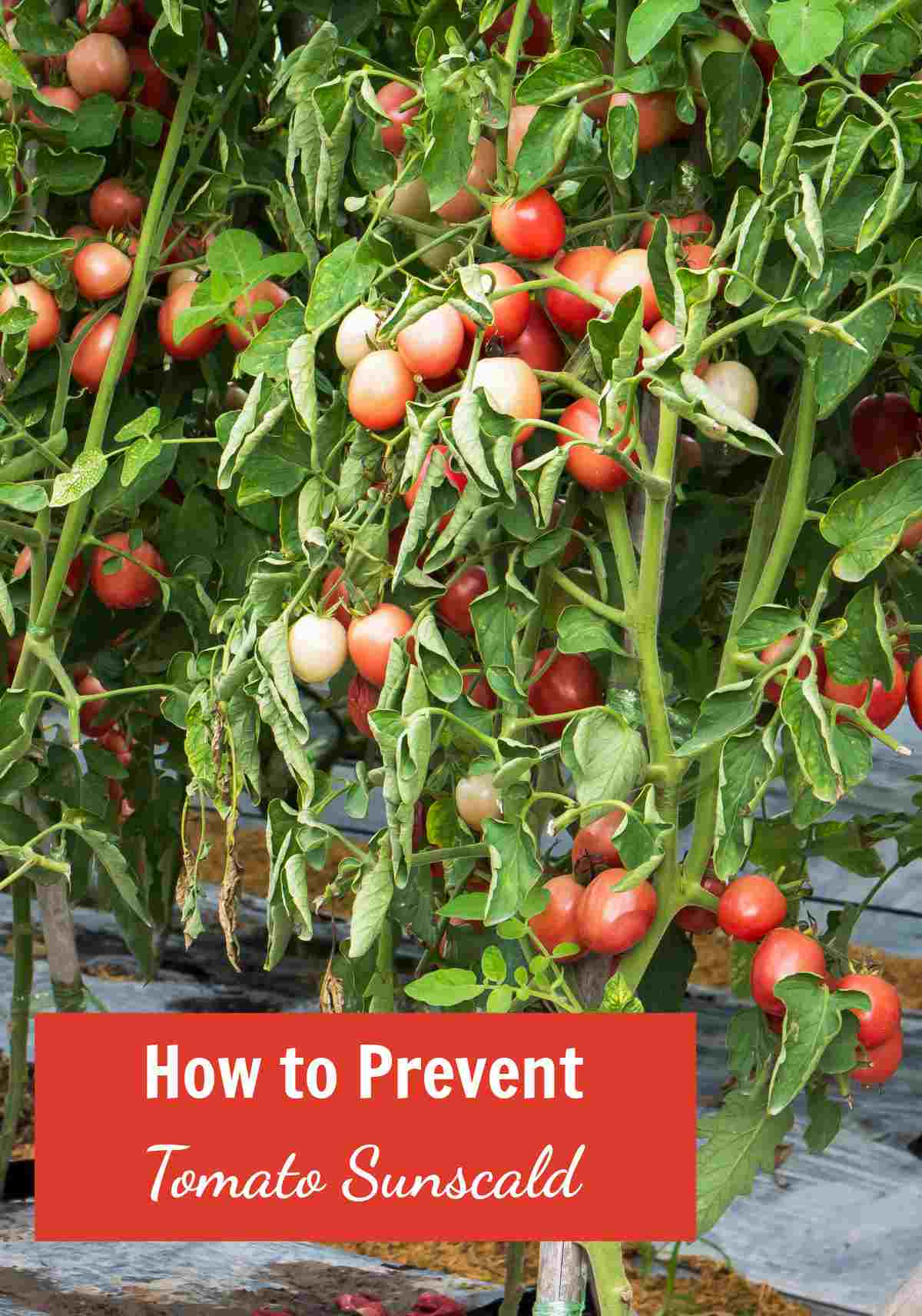 Tomato plants with sunburn and words Who to prevent tomato sunscald.