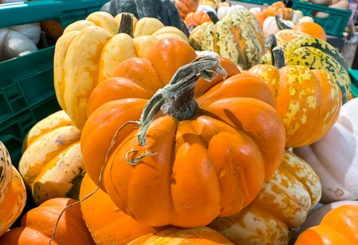 Pile or various heirloom pumpkins.s