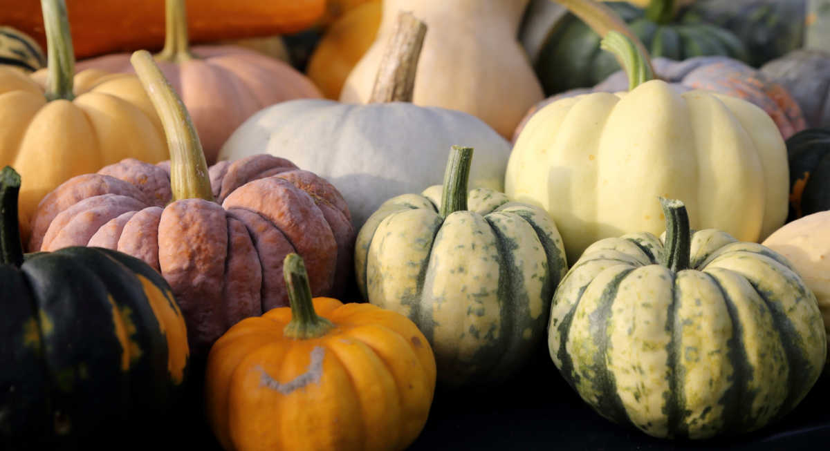 Shapes and colors of heirloom pumpkins.