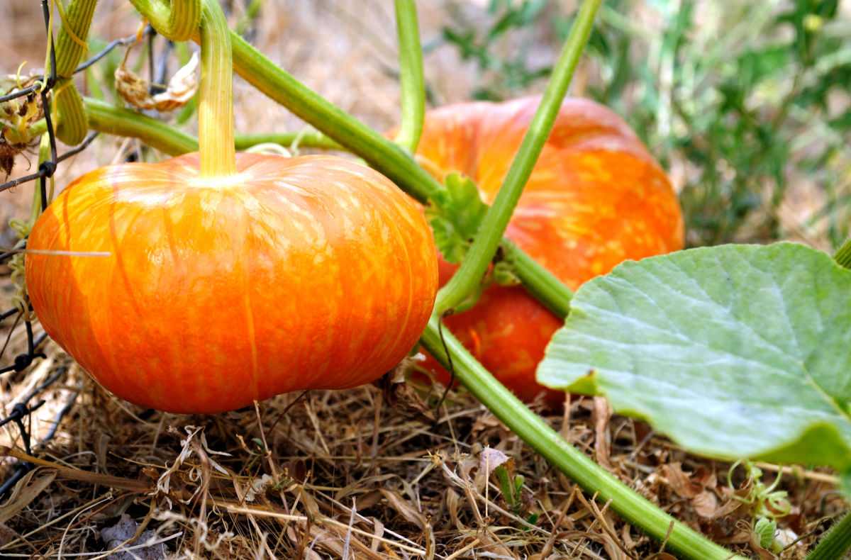 Cinderella pumpkin growing in a garden.