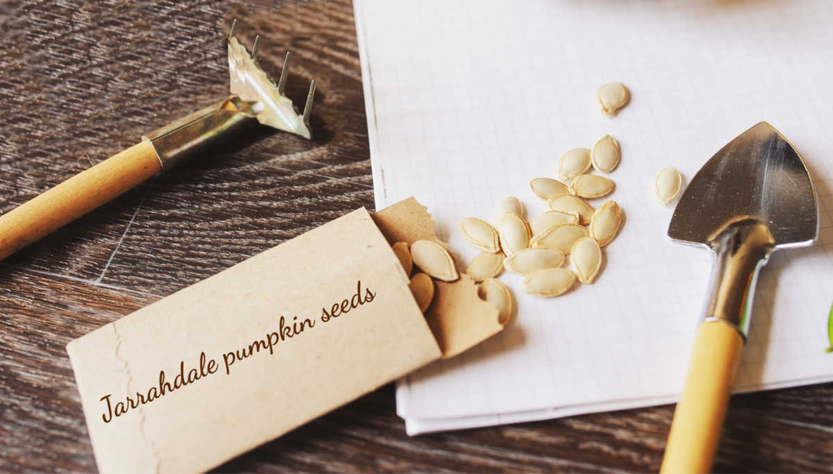 Jarrahdale heirloom pumpkin seeds in a package with garden tools.