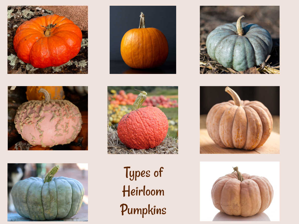 Chart showing various heirloom pumpkins.