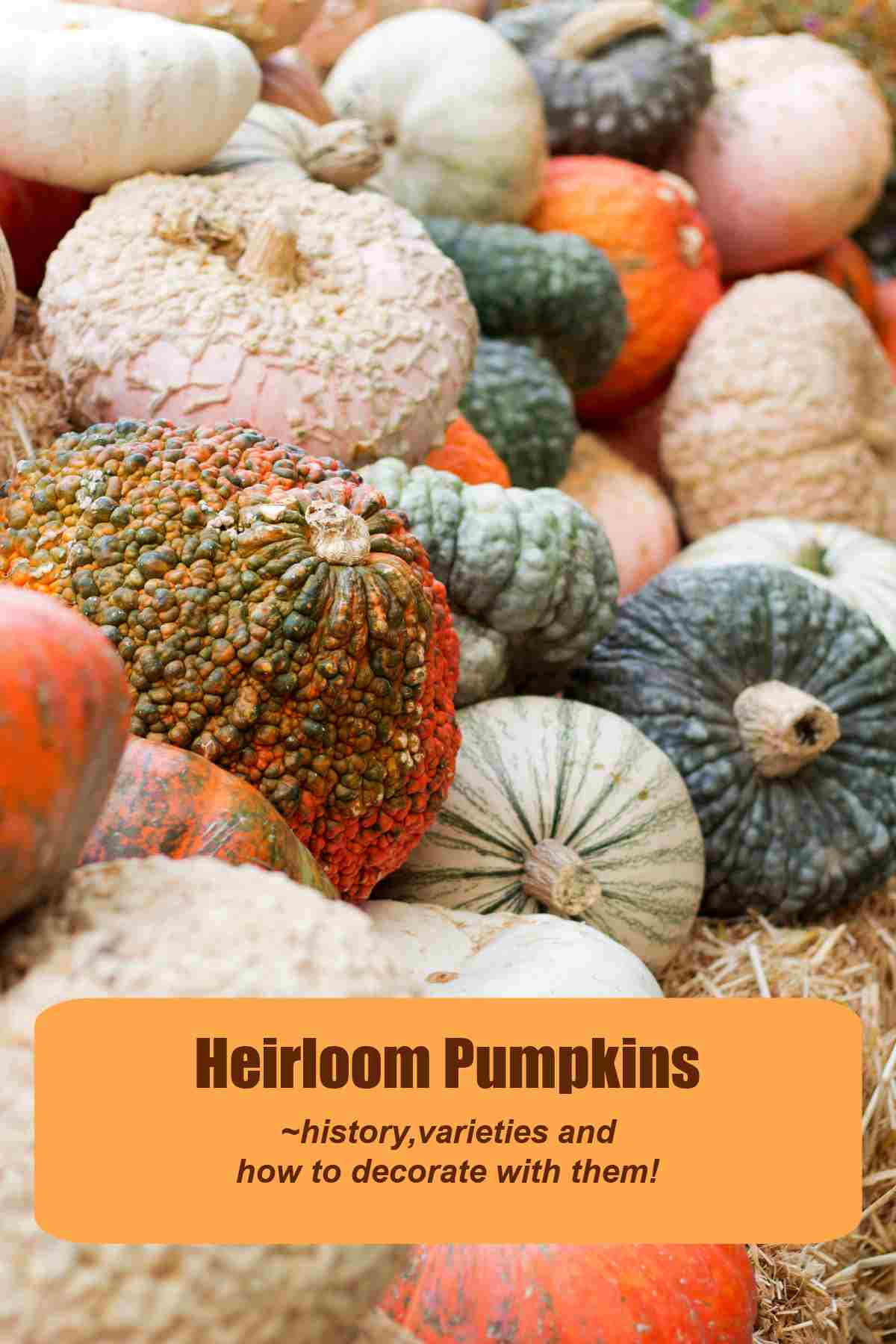 Pile of pumpkins with words Heirloom pumpkins, history, varieties and how to decorate with them.