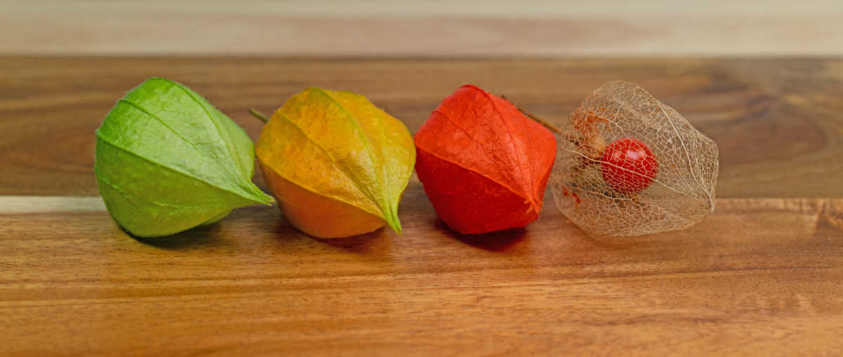 Chinese lantern plant perennial pods at various stages.