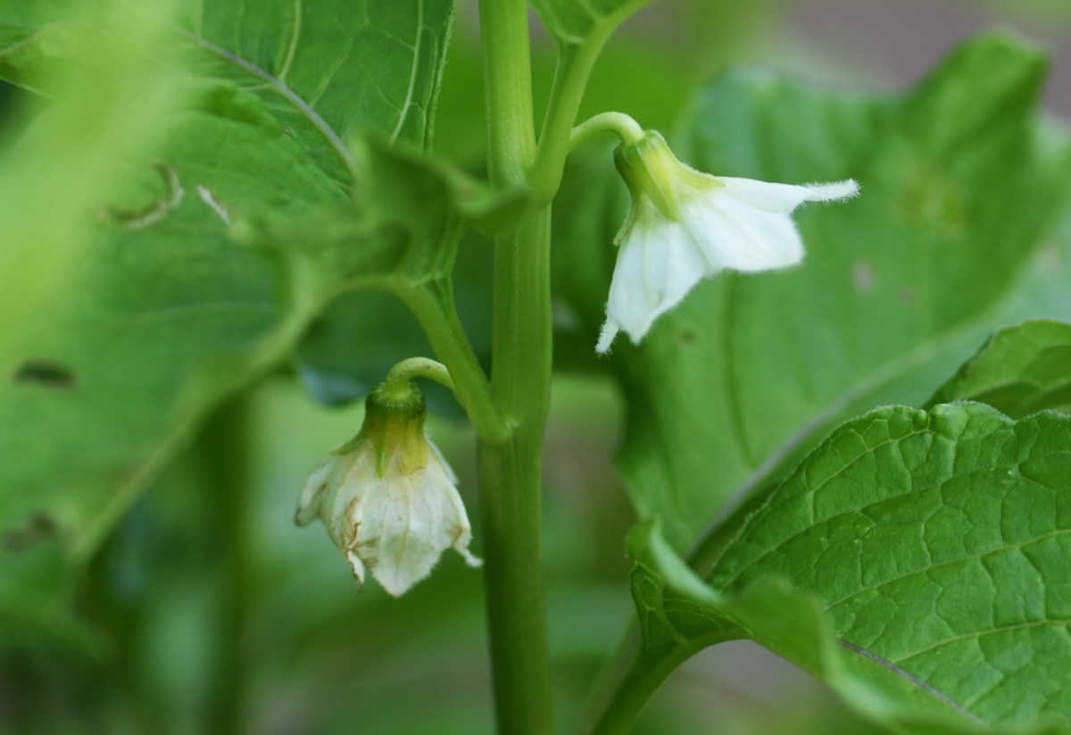 White flowers of Chinese Lantern plants.