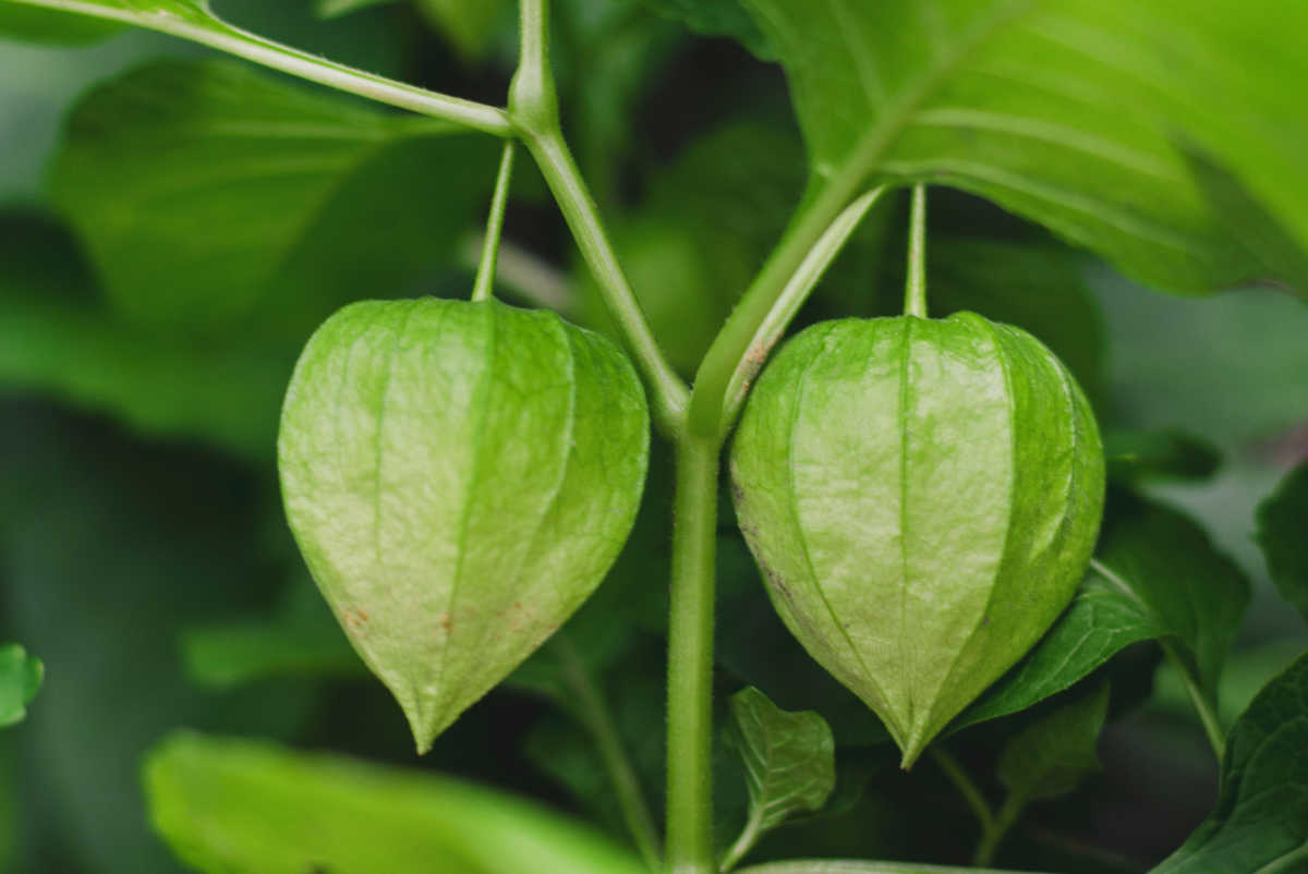 The pods are green when young.