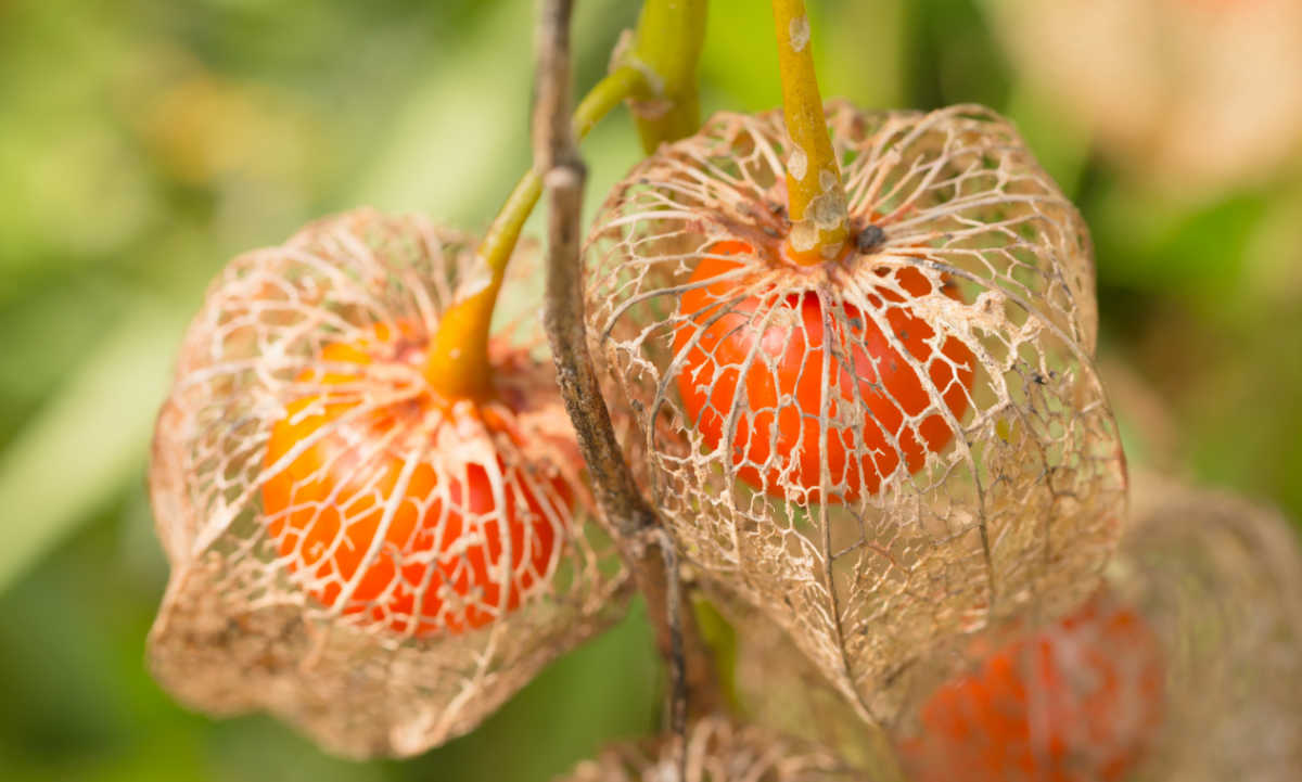 Brittle and papery pod of Chinese Lantern plant.