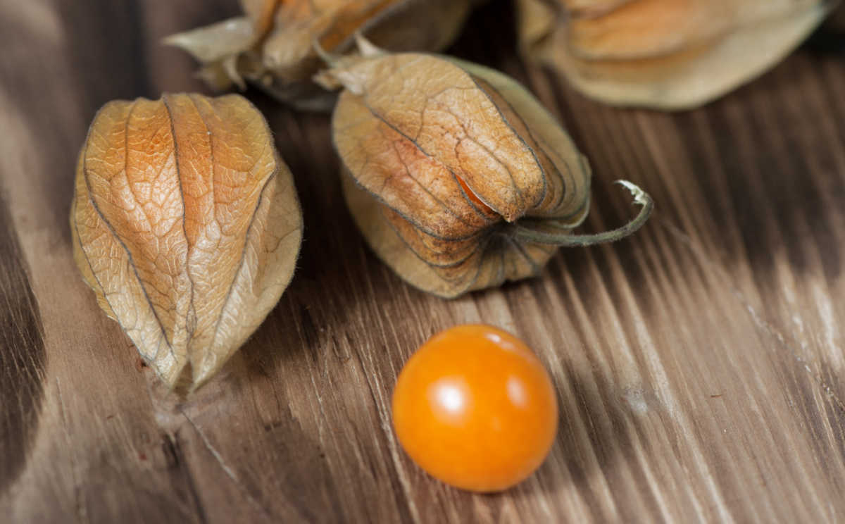 Berries ofs physalis-alkekengi.