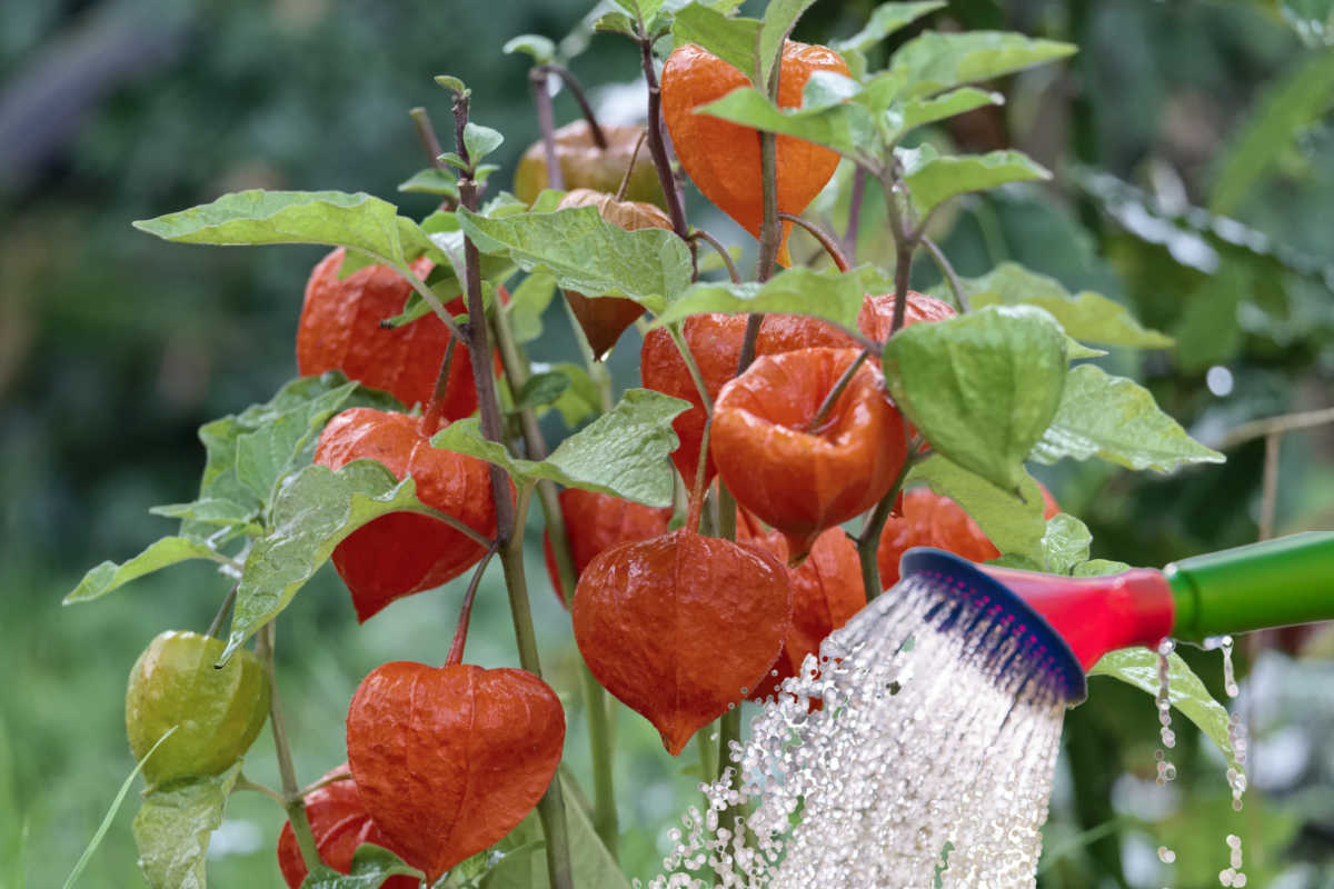 Watering Chinese lantern plant.