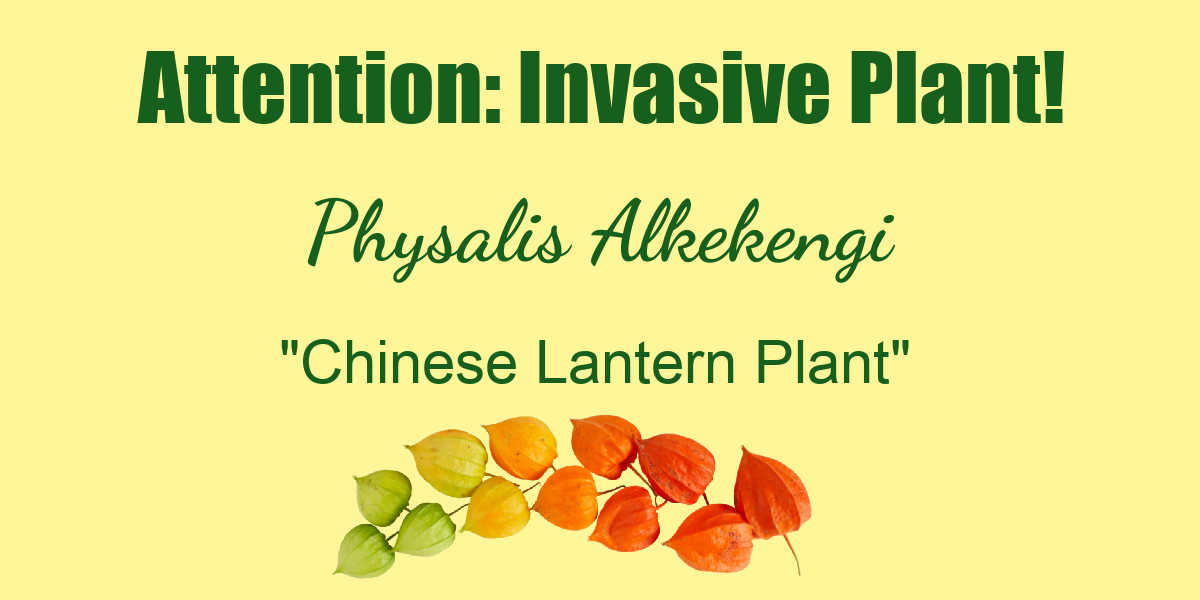 Sign with words indicating Chinese lantern plant Invasive - Physalis Alkelengi.