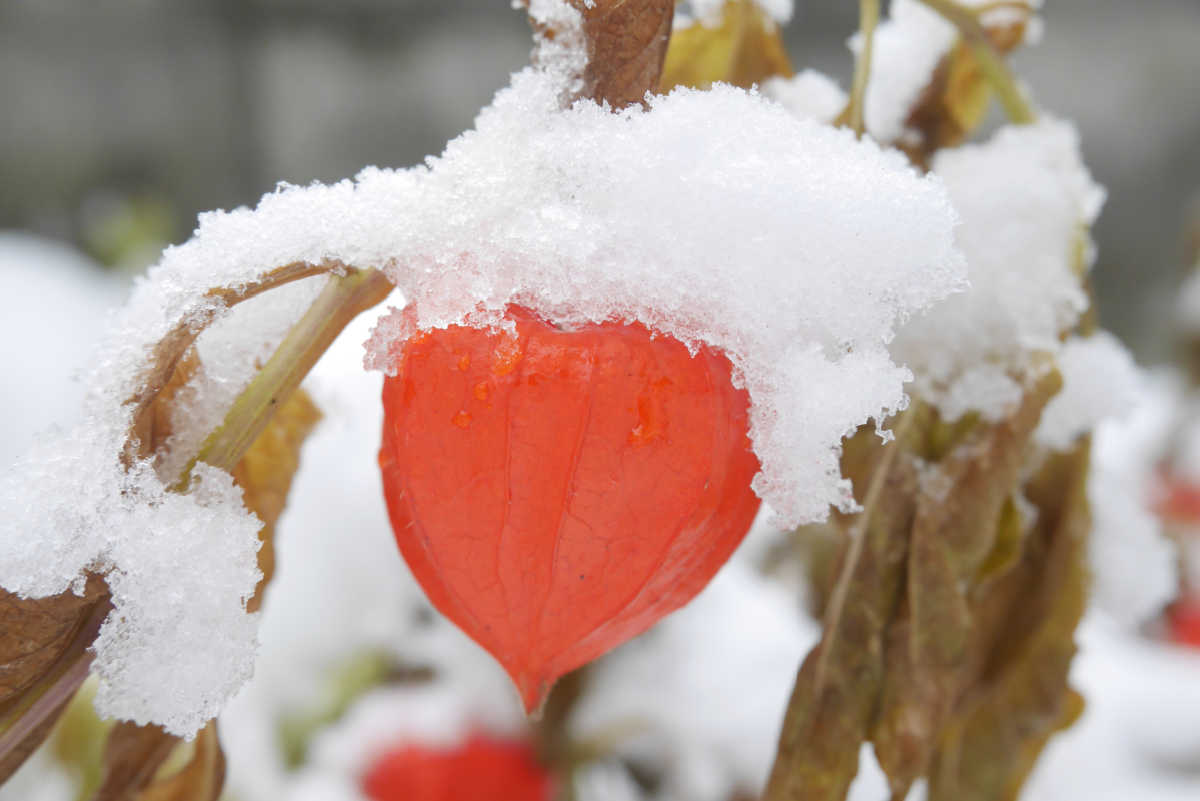 Chinese lantern pods covered in snow.