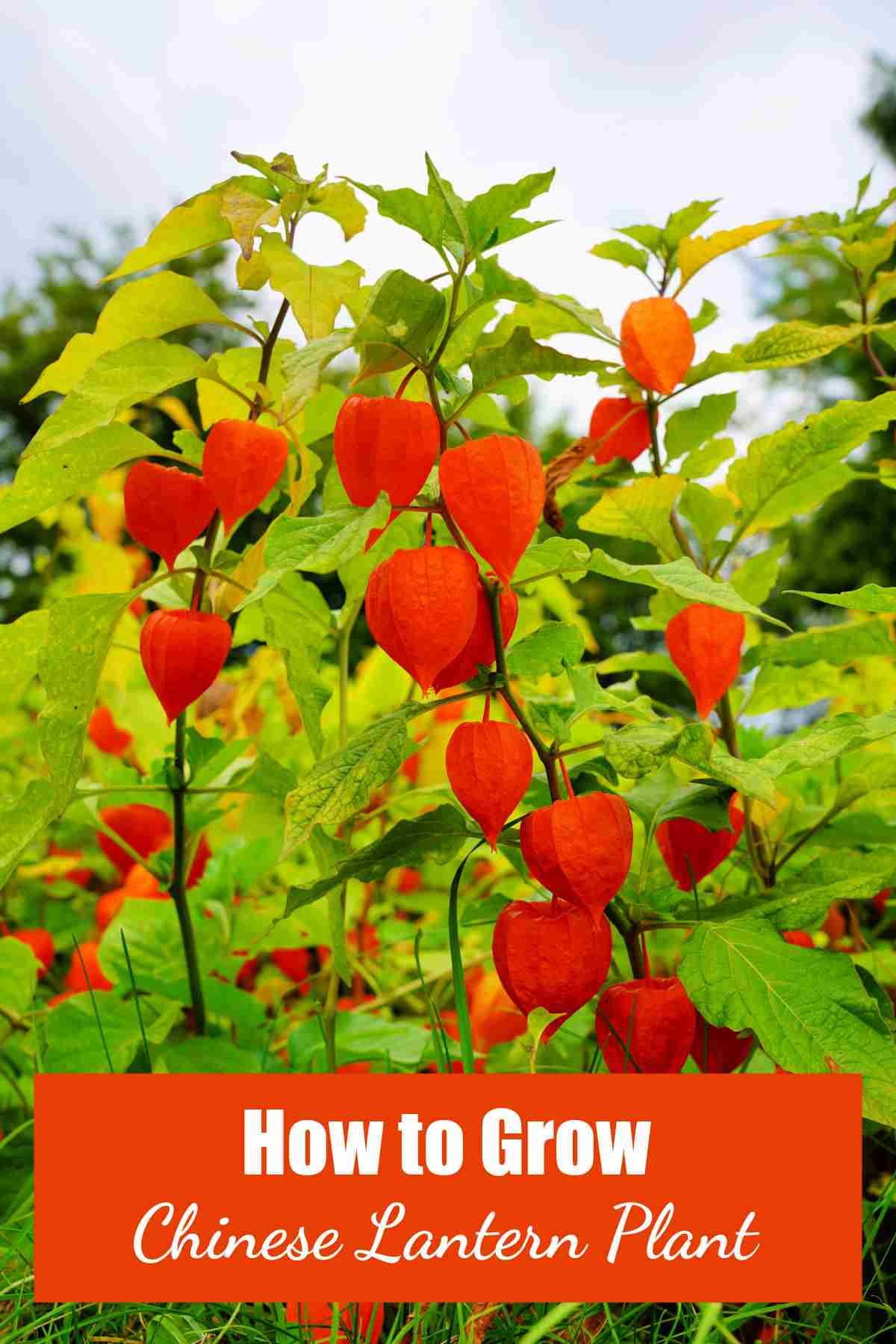 Plant with orange pods and words How to Grow Chinese Lantern Plant.