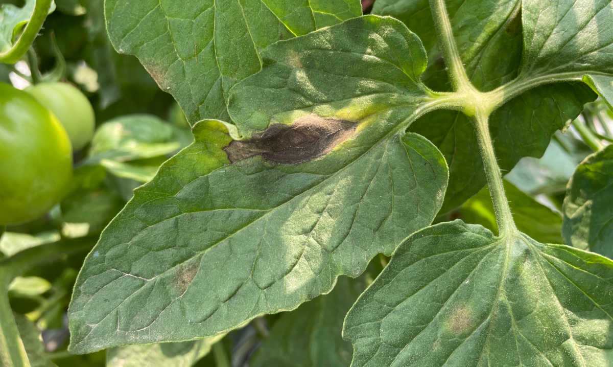 Early blight spot on a green tomato leaf.