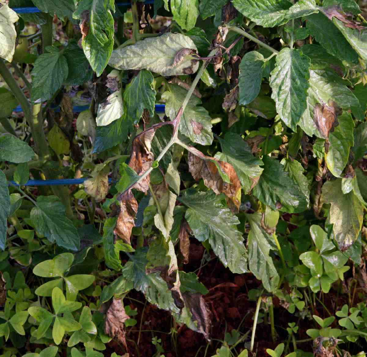 Dark spots on tomato plants showing late blight disease.