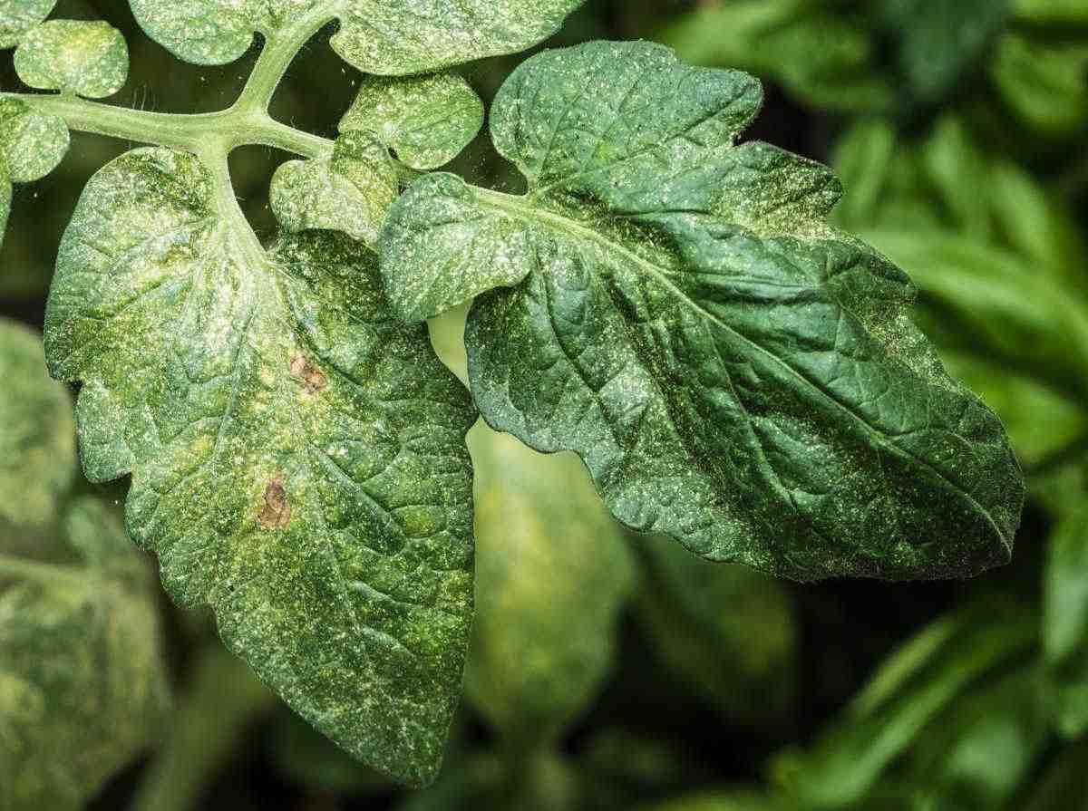 Spider mite infestation on tomato plant causing dark spots on leaves.