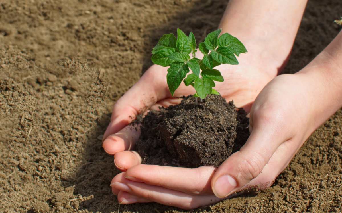 Hands holding a tomato plant.