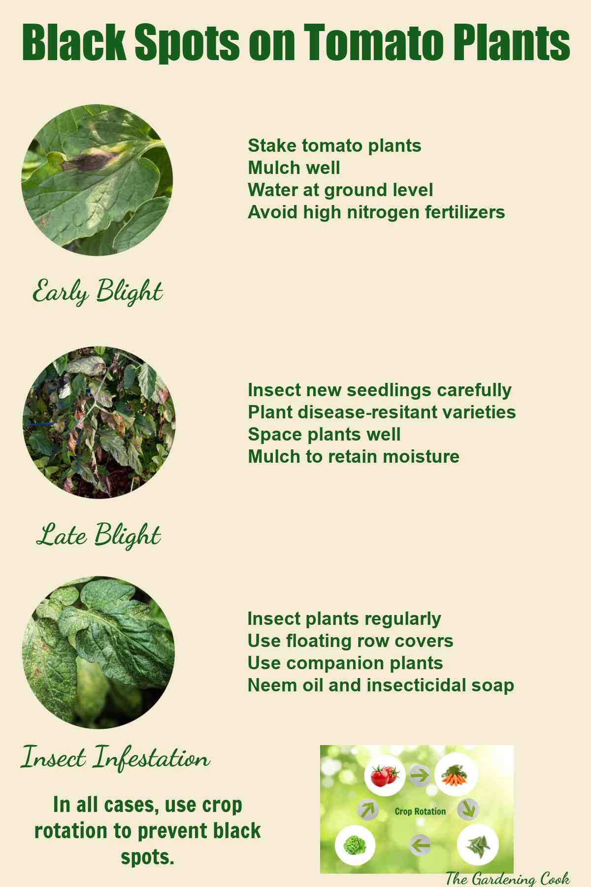 Printable showing the causes of black spots on tomato plants and how to fix them.