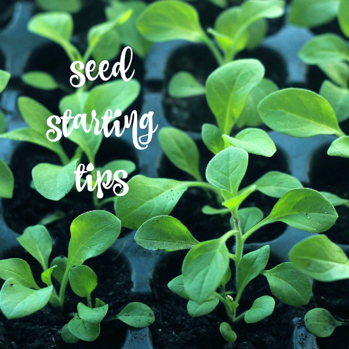 Tips for starting seeds and transplanting seedlings