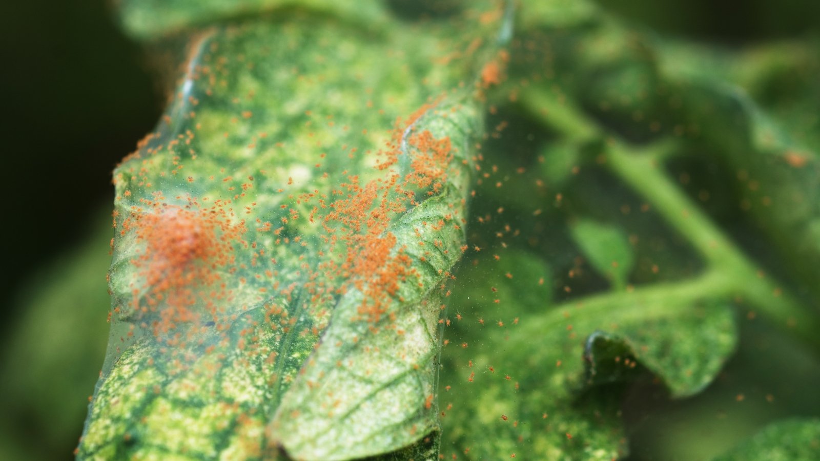 Close up of tiny red tetranychidae, beneath a web, invading a tomato leaf.