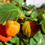 Rising Chinese language language Lantern Plant – Learn how to Develop Physalis Alkekengi