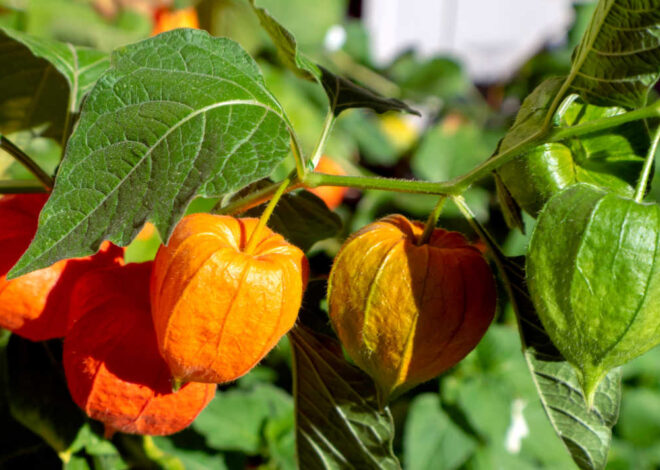 Rising Chinese language language Lantern Plant – Learn how to Develop Physalis Alkekengi