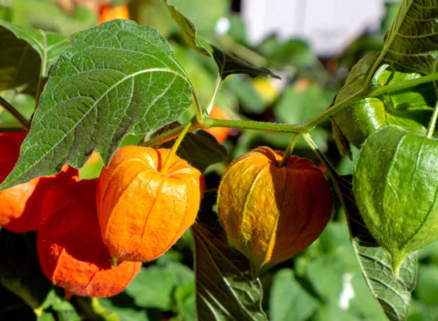 Rising Chinese language language Lantern Plant – Learn how to Develop Physalis Alkekengi