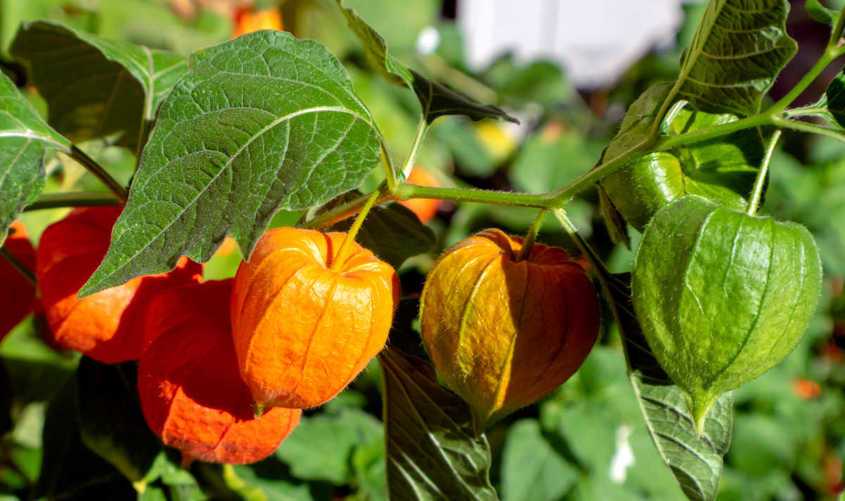 Rising Chinese language language Lantern Plant – Learn how to Develop Physalis Alkekengi