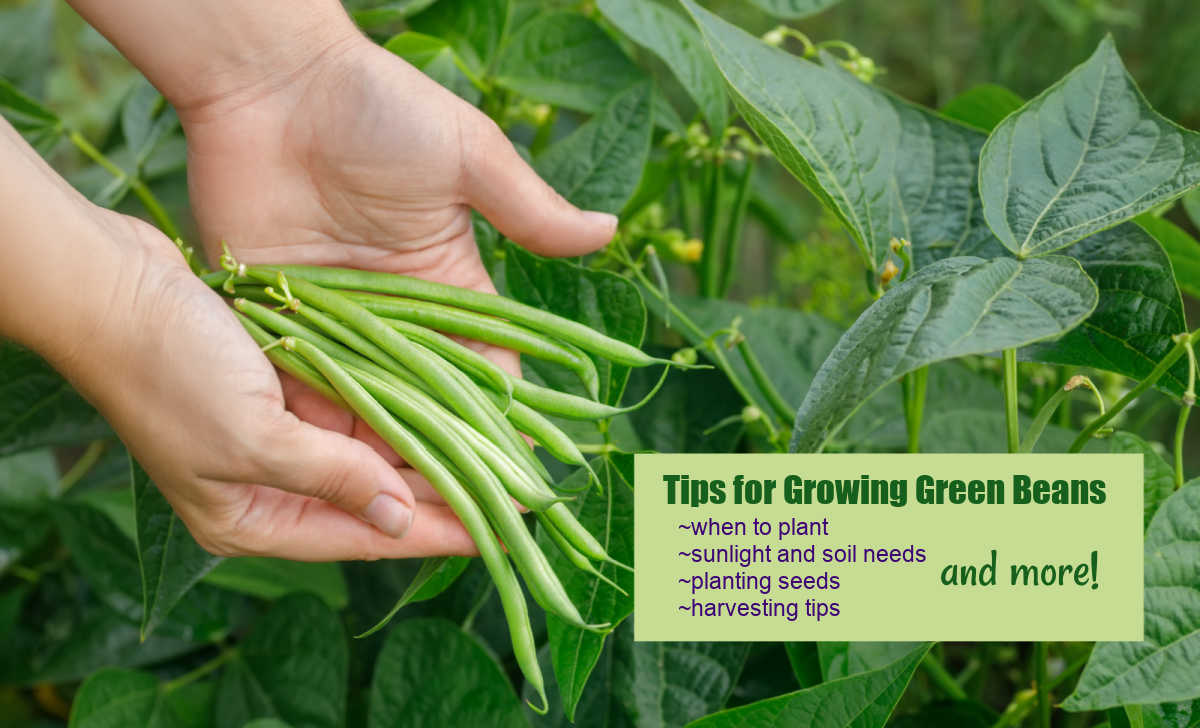 Hands holding beans in a garden with words Tips for Growing Green beans ~when to plant ~sunlight and soil needs ~planting seeds ~harvesting tips, and more!