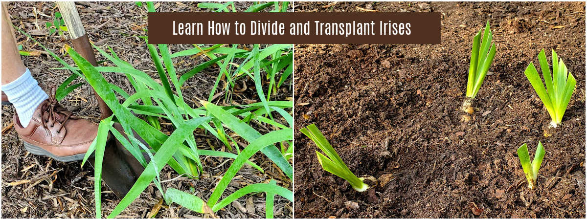 Collage showing images of man digging up irises, and transplanted iris rhizomes with fan shaped foliage.