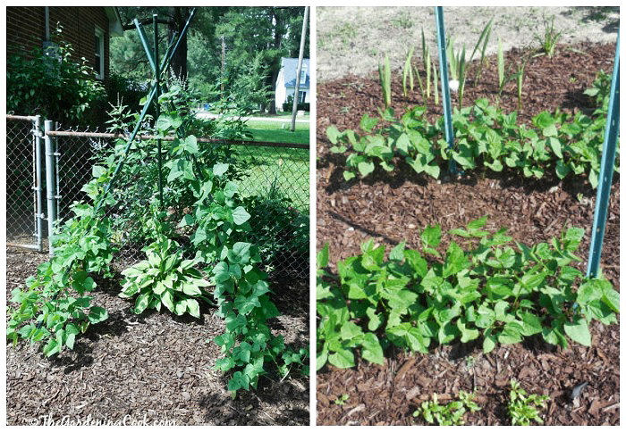 A collage showing pole beans on a bean tepee and bush beans growing in rows in a garden.