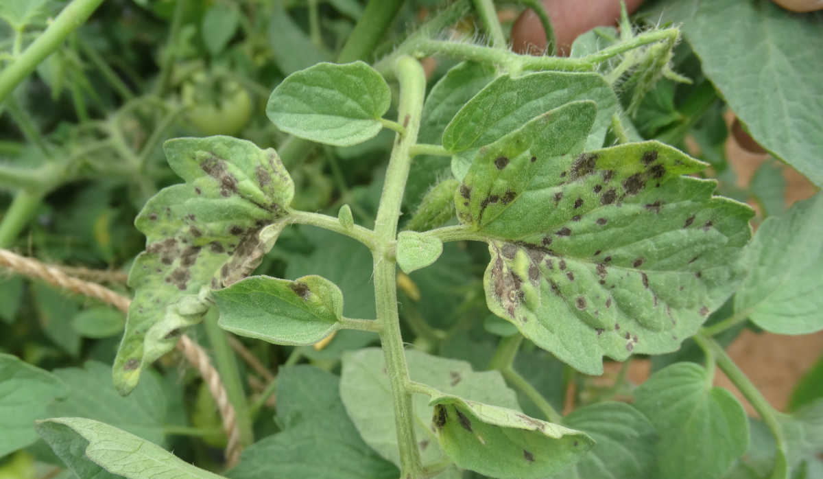 Tomato plant infected by Early blight and Tospovirus.