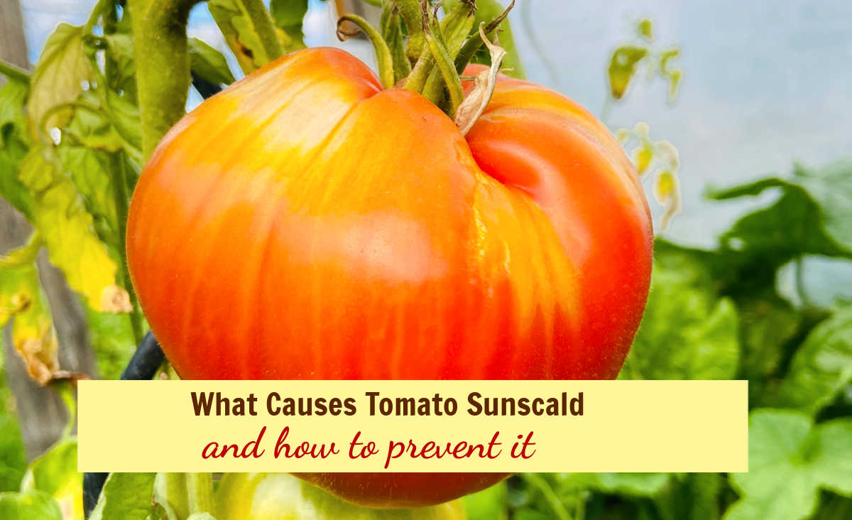 Tomato with yellowing and words What Causes Tomato Sunscald and how to prevent it.