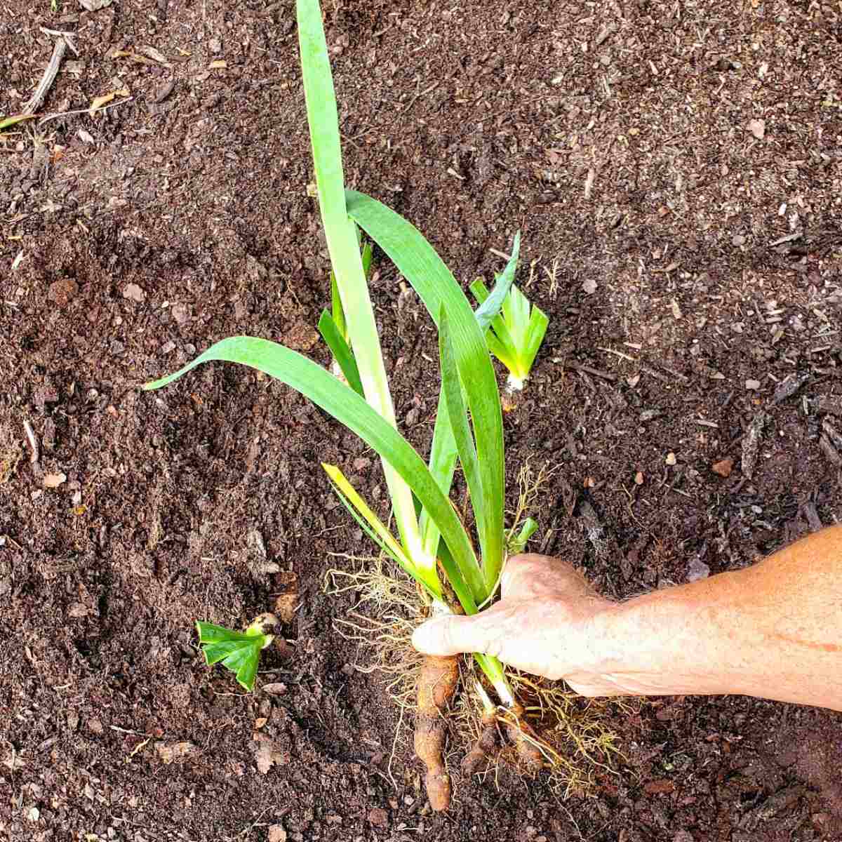 Info to Transplanting Iris – Research When to Divide Irises