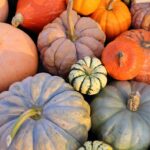 What are Heirloom Pumpkins? – Makes use of – Kinds – Seeds