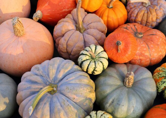 What are Heirloom Pumpkins? – Makes use of – Kinds – Seeds