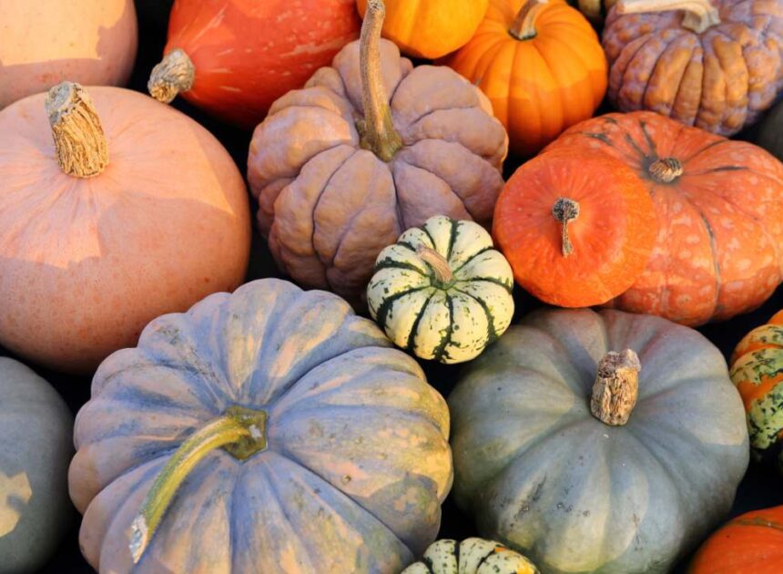 What are Heirloom Pumpkins? – Makes use of – Kinds – Seeds