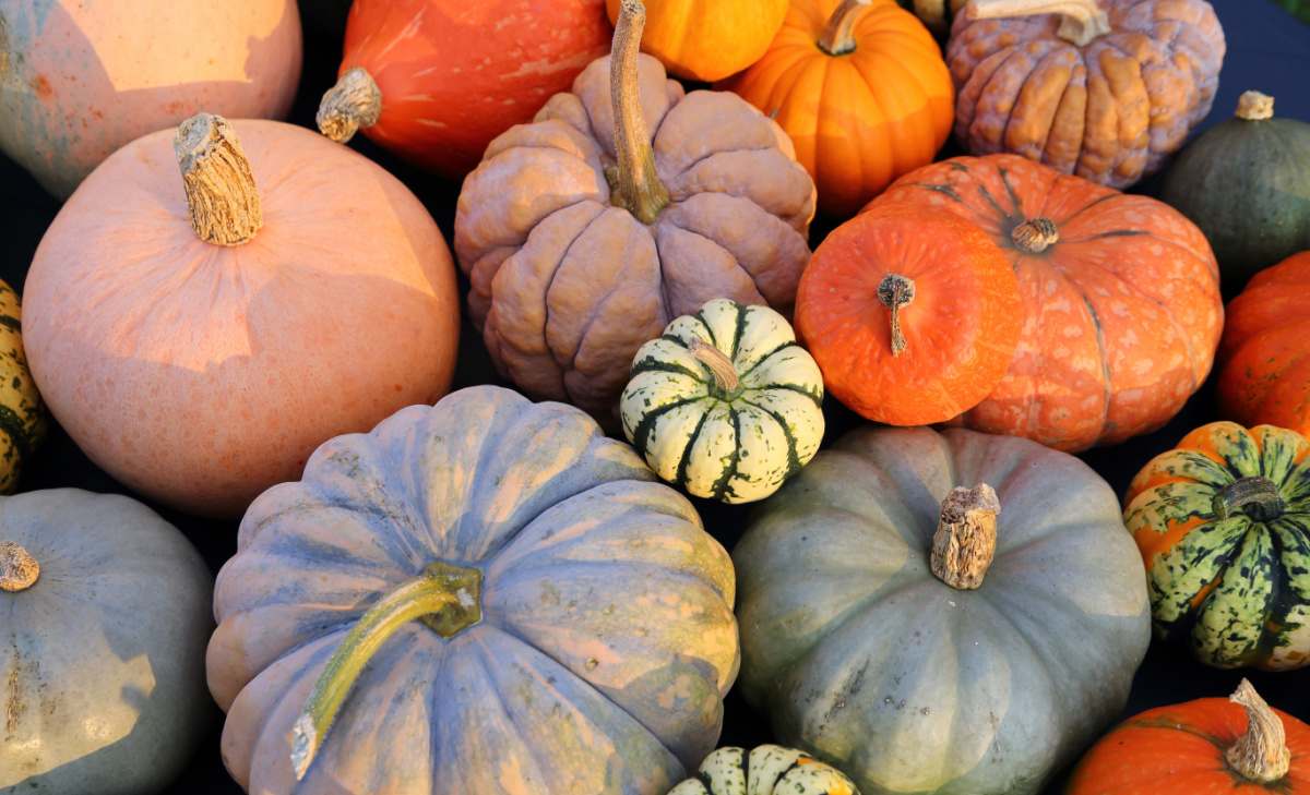 What are Heirloom Pumpkins? – Makes use of – Kinds – Seeds