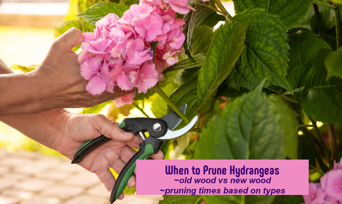 Woman with pruners and pink hydrangea flower with text reading When e to prune hydrangeas, old wood vs new wood, pruning times based on types.