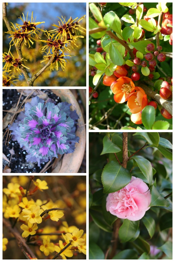 Grow these winter flowering plants to add color during the coldest weather months