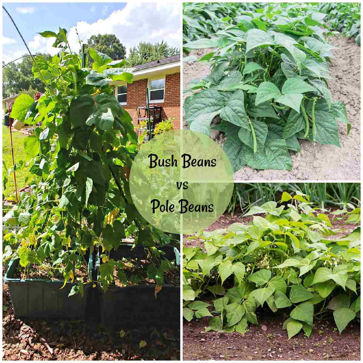 Pole Beans vs Bush Beans