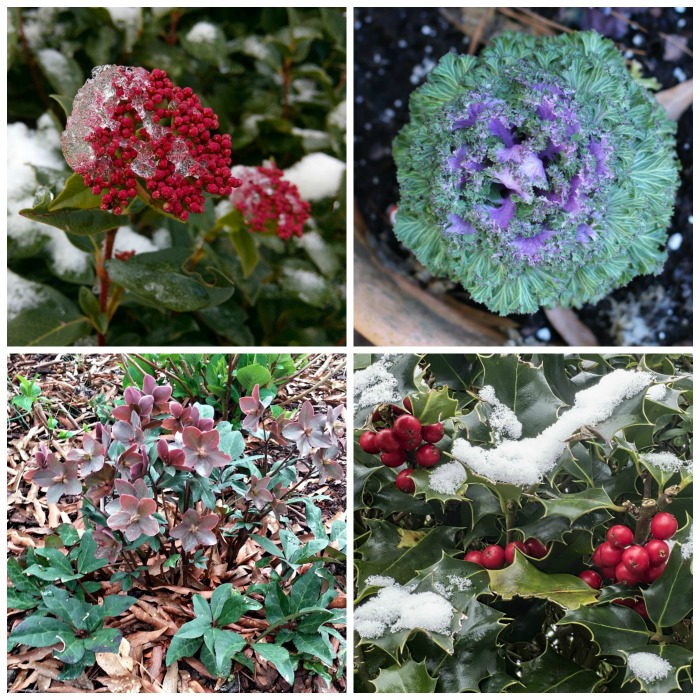 Winter Flowering Vegetation For Chilly Local weather Color