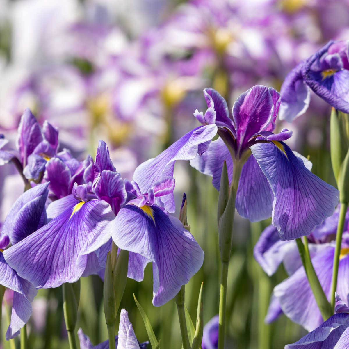 The suitable option to Develop Irises – Data to Planting, Care and Pruning Iris