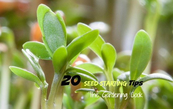 20 Seed Starting Strategies – When to Sow and Tranplant + Printable