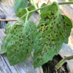 Say Goodbye to Black Spots on Tomato Leaves