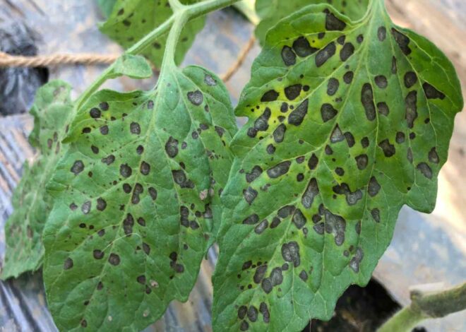 Say Goodbye to Black Spots on Tomato Leaves