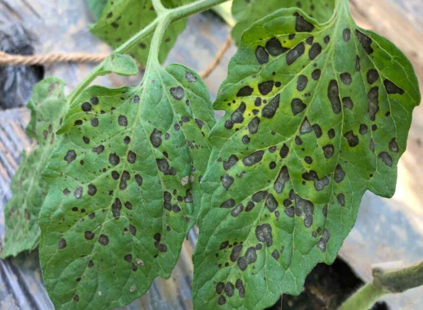 Say Goodbye to Black Spots on Tomato Leaves