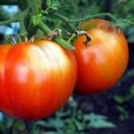 Tomato Sunscald – Straightforward strategies to Forestall Sunscald on Tomatoes